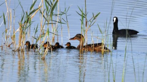 Pollada de Anade real