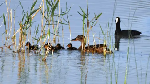 Pollada de Anade real Pollada de Anade real