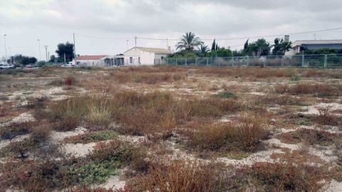 Viviendas al fondo junto a la parcela de la partida de Saladas de Elche