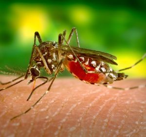 Los mosquitos se alimentan de las proteínas de nuestra sangre Los mosquitos se alimentan de las proteínas de nuestra sangre
