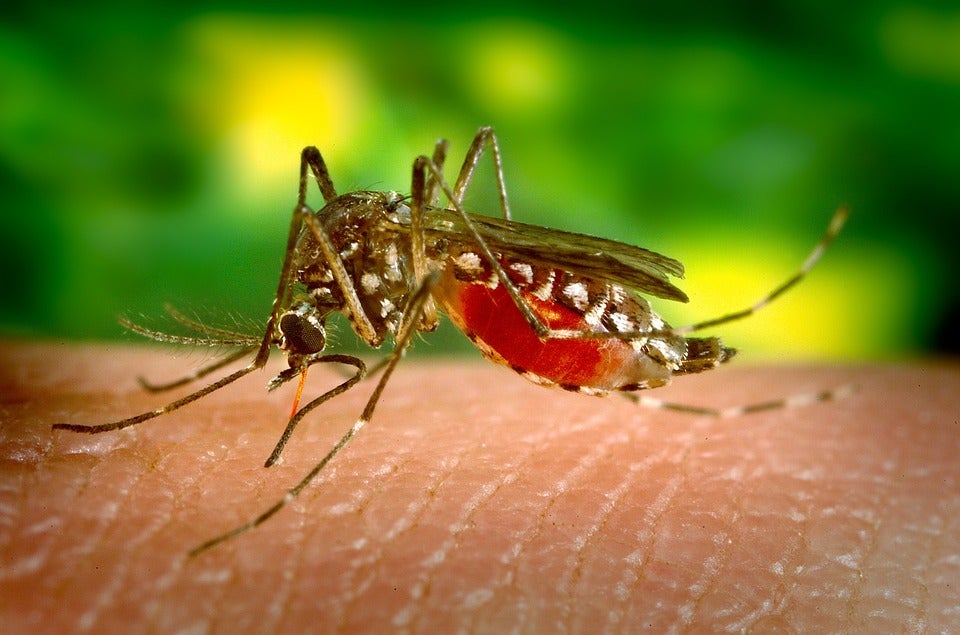 Reportaje sobre los mosquitos Reportaje sobre los mosquitos