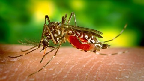 Los mosquitos se alimentan de las prote&iacute;nas de nuestra sangre 