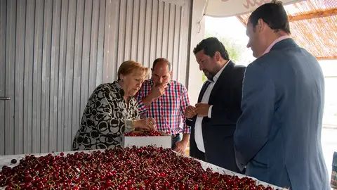 El presidente, Javier Moliner, ha conocido como se encuentra la producción de cereza. CEREZA CASTELLÓN
