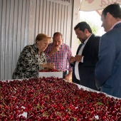 El presidente, Javier Moliner, ha conocido como se encuentra la producción de cereza.
