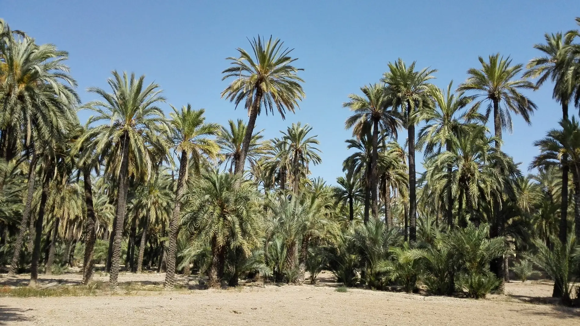 Huerto de palmeras en Elche.