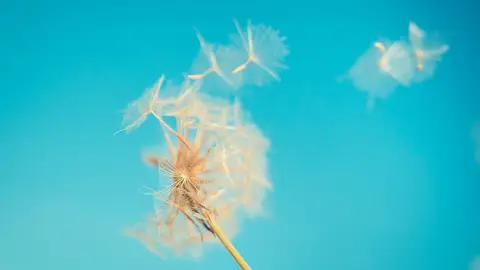 Pide un deseo Pide un deseo