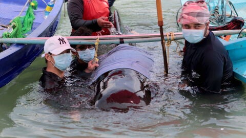 Muere una ballena en Tailandia tras tragarse ochenta bolsas de pl&aacute;stico