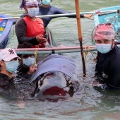 Muere una ballena en Tailandia tras tragarse ochenta bolsas de plástico