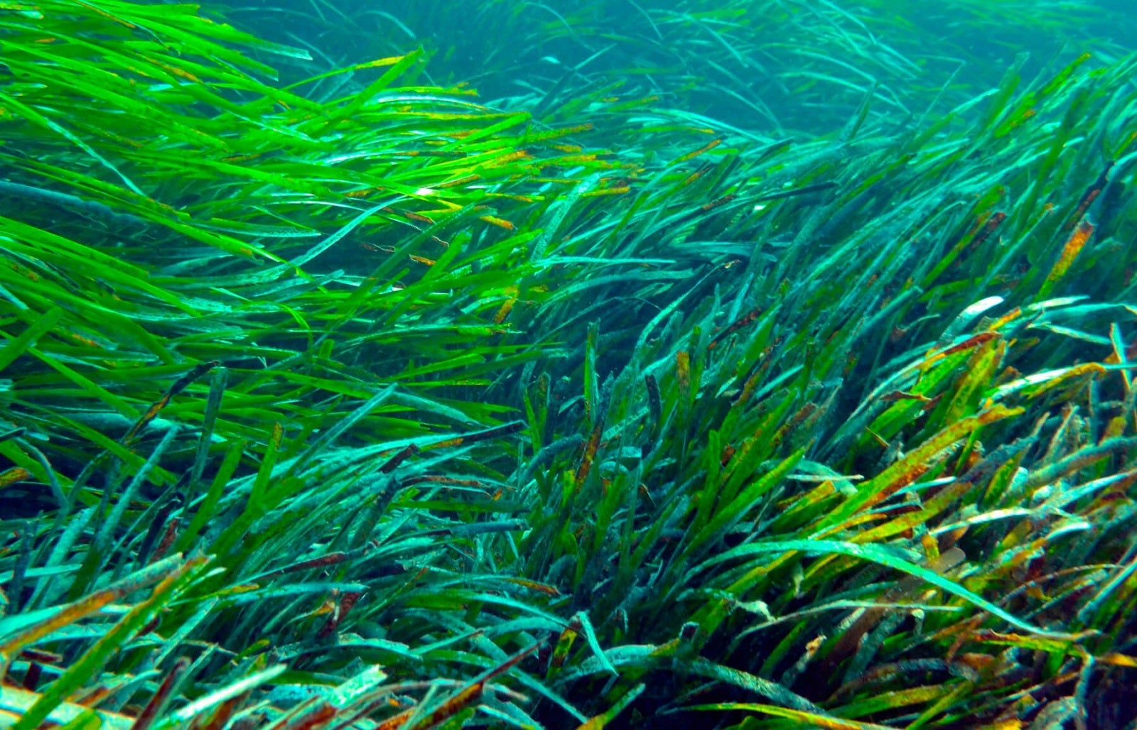 Retiran posidonia en la playa de Son Serra de Marina que, según Medio Ambiente, no necesita autorización Retiran posidonia en la playa de Son Serra de Marina que, según Medio Ambiente, no necesita autorización