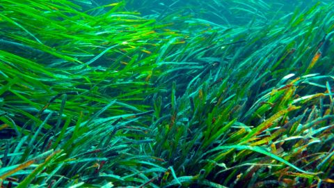 Posidonia