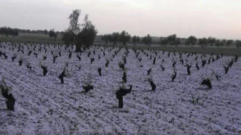 El pedrisco ha dañado miles de hectáreas en la provincia de Ciudad Real El pedrisco ha dañado miles de hectáreas en la provincia de Ciudad Real