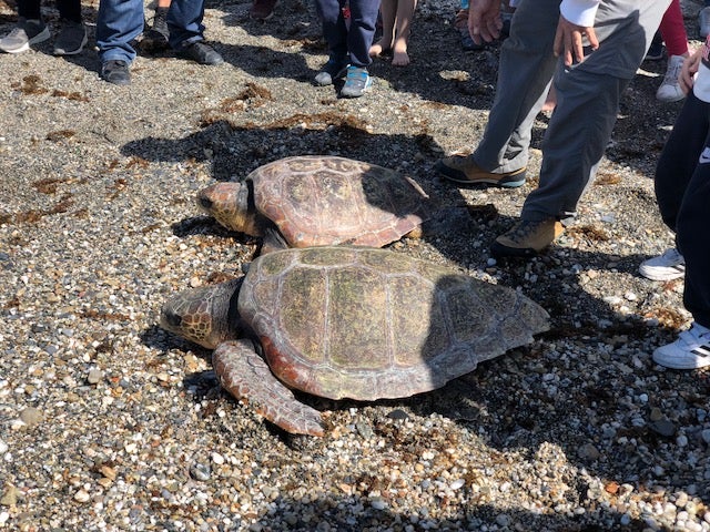 Nacen las tortugas marinas del primer nido registrado en Mallorca Nacen las tortugas marinas del primer nido registrado en Mallorca