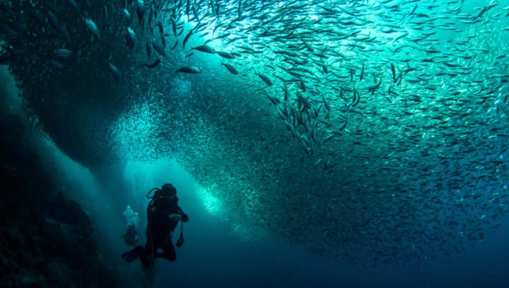 Oceana sardine Run moalboal photo by Ferdinand Edralin