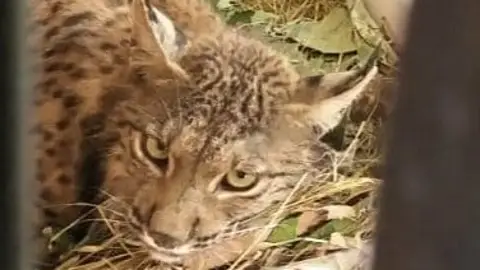 El lince "Litio" se recupera en el CREA de Granada Capturado en Barcelona