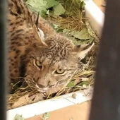 El lince "Litio" se recupera en el CREA de Granada El lince "Litio" se recupera en el CREA de Granada