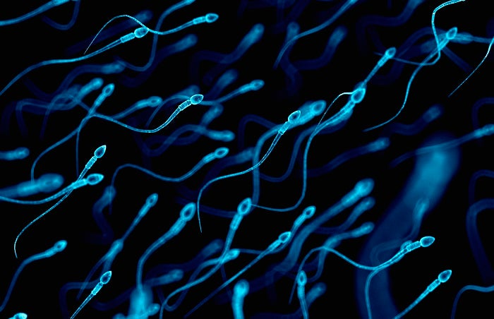 El calor afecta a la calidad del semen El calor afecta a la calidad del semen