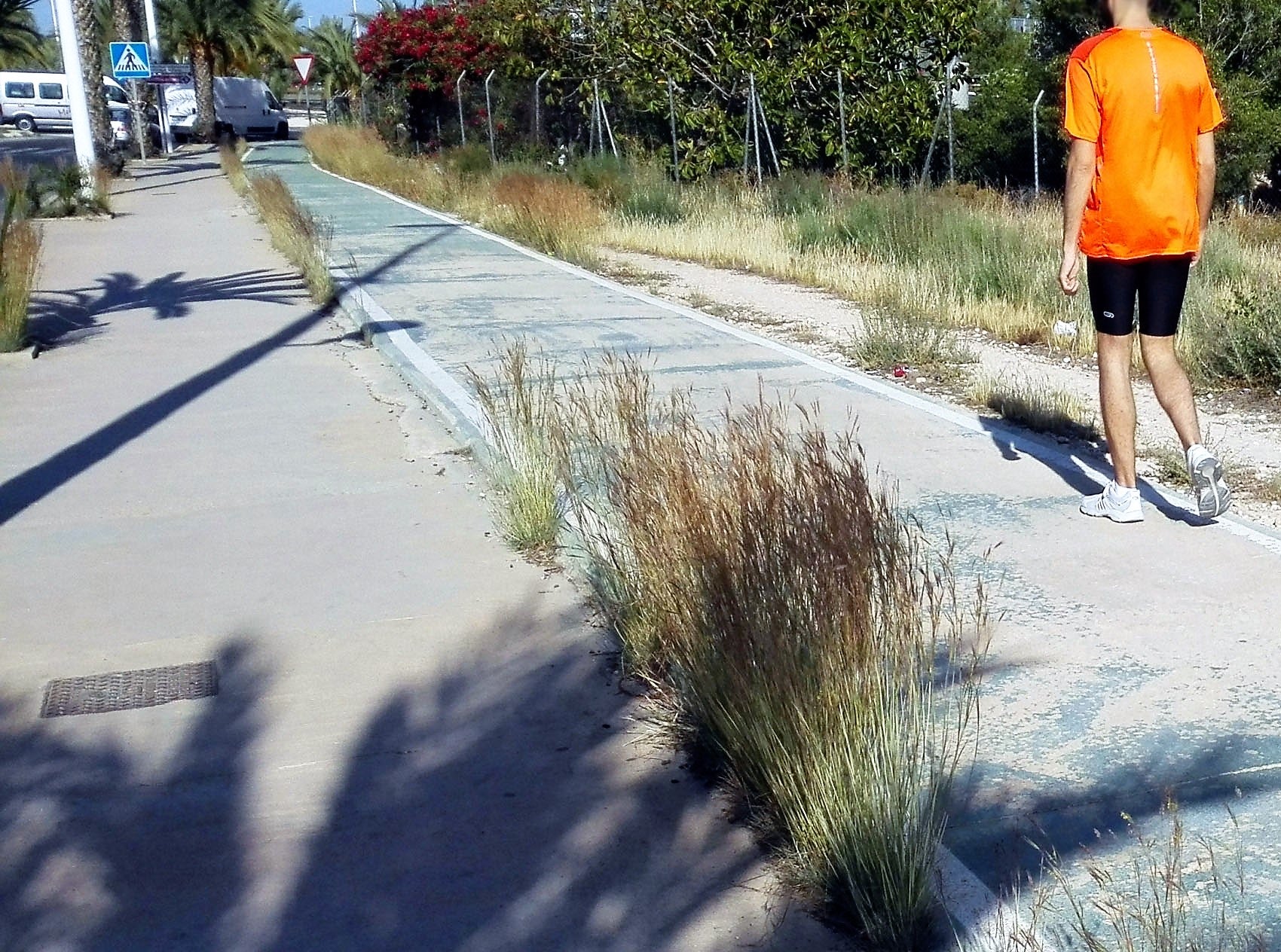 Ilicitanos por Elche exige eliminar la maleza de la zona peatonal de la Ronda Norte Ilicitanos por Elche exige eliminar la maleza de la zona peatonal de la Ronda Norte