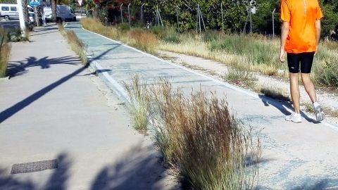 Maleza en la Ronda Norte