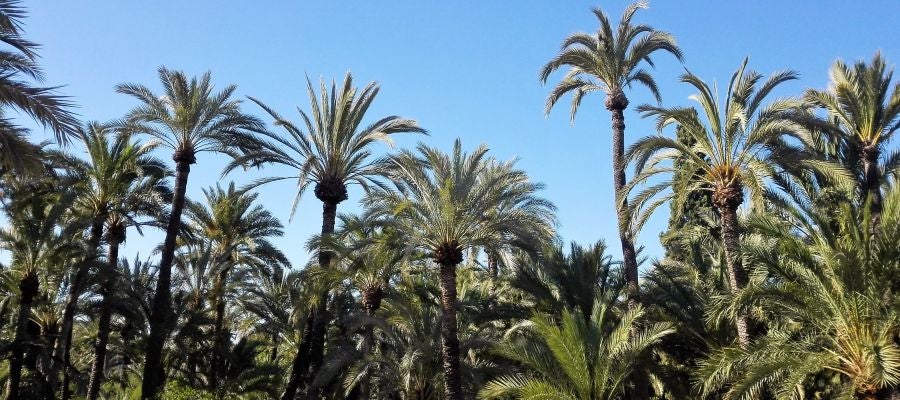 Palmeral de Elche Palmeral de Elche