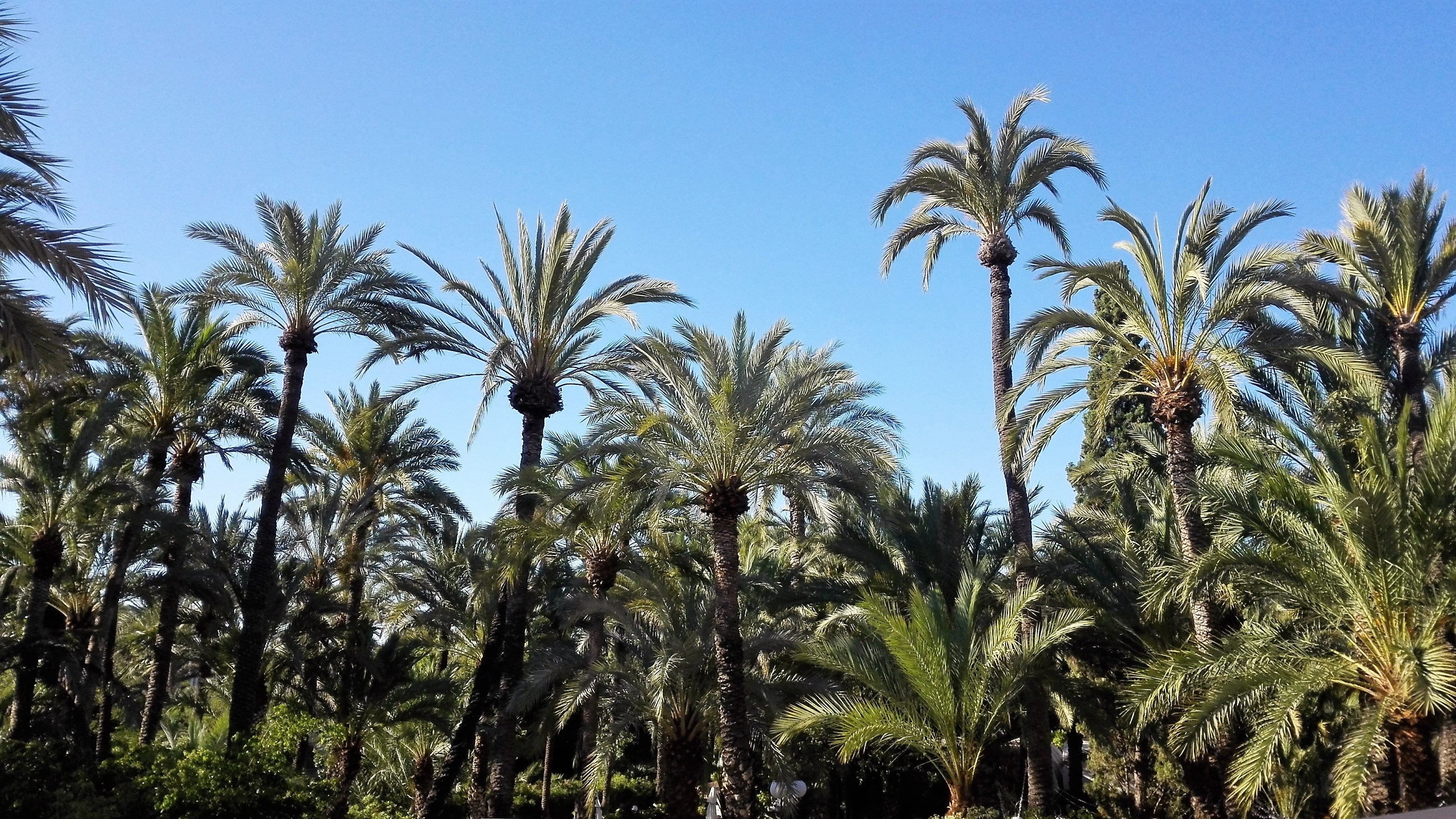El Partido Popular de Elche denuncia la pérdida de subvenciones en el patrimonio cultural El Partido Popular de Elche denuncia la pérdida de subvenciones en el patrimonio cultural