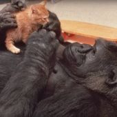 Koko, la gorila que aprendió lengua de signos