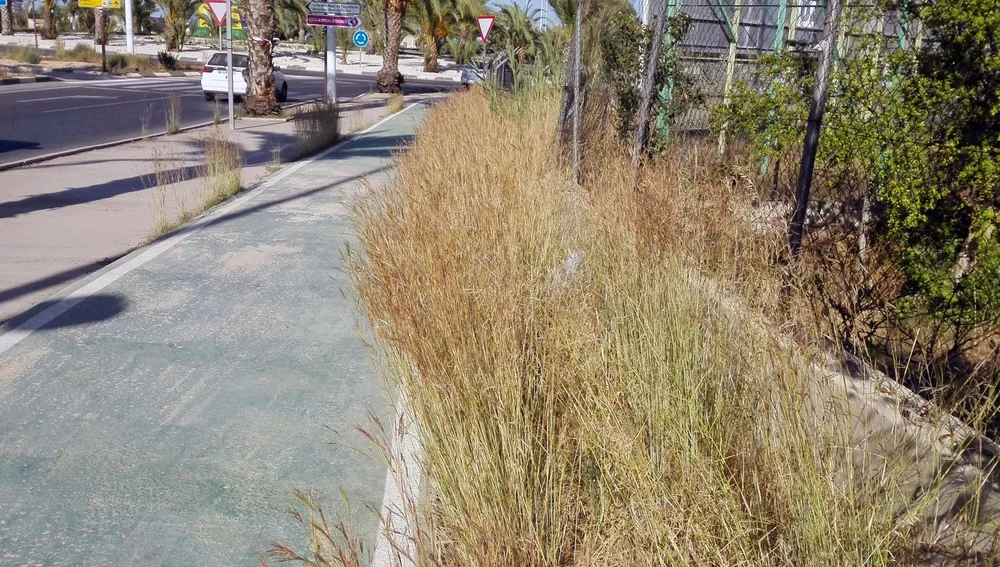 Maleza en Ronda Norte de Elche Maleza en Ronda Norte de Elche