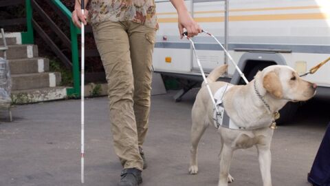 Un perro gu&iacute;a orientando y acompa&ntilde;ando a su due&ntilde;o