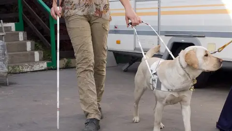 Un perro guía orientando y acompañando a su dueño Un perro guía orientando y acompañando a su dueño