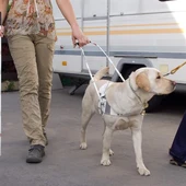 Un perro guía orientando y acompañando a su dueño Un perro guía orientando y acompañando a su dueño