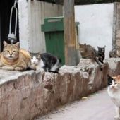 Imagen de archivo de gatos callejeros