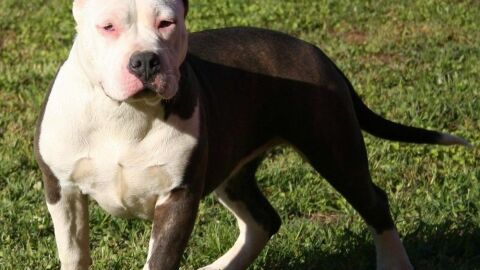 Perro de la raza American Stanford