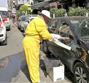 Un apicultor recoge las abejas del enjambre que ha aparecido en el retrovisor del vehículo Un apicultor recoge las abejas del enjambre que ha aparecido en el retrovisor del vehículo
