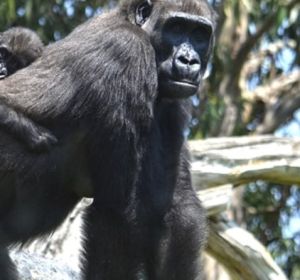 Mbeli, una bebé gorila de 11 meses nacida en BIOPARC Mbeli, una bebé gorila de 11 meses nacida en BIOPARC