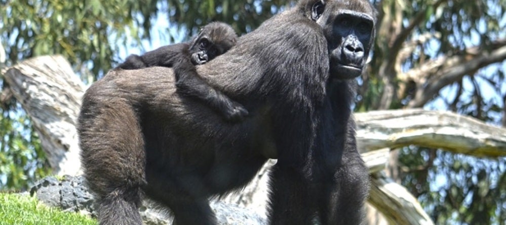 Nace una cría de gorila occidental de costa en Bioparc València, una especie en peligro crítico de extinción Nace una cría de gorila occidental de costa en Bioparc València, una especie en peligro crítico de extinción