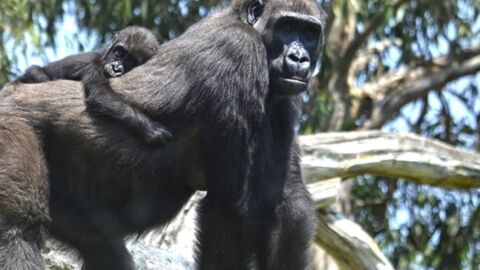 Mbeli, una beb&eacute; gorila de 11 meses nacida en BIOPARC
