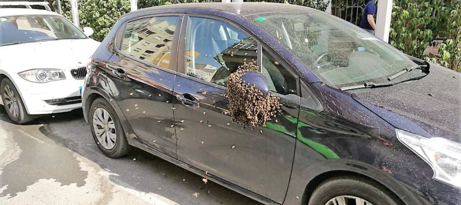Enjambre de abejas en el retrovisor del coche estacionado en la calle José María Buck Enjambre de abejas en el retrovisor del coche estacionado en la calle José María Buck