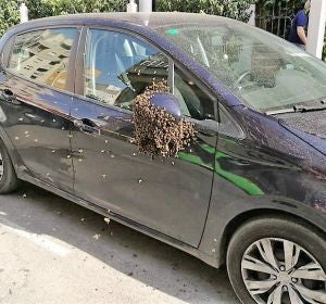 Enjambre de abejas en el retrovisor del coche estacionado en la calle José María Buck Enjambre de abejas en el retrovisor del coche estacionado en la calle José María Buck