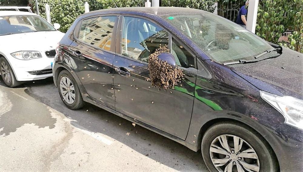 Enjambre de abejas en el retrovisor del coche estacionado en la calle José María Buck
