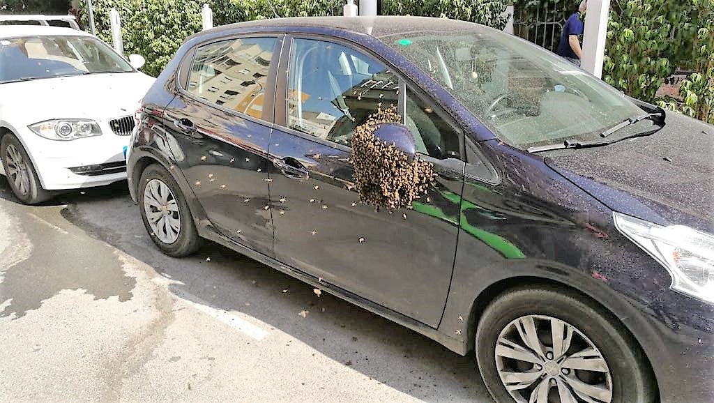 Un enjambre de abejas en un coche obliga a intervenir a los bomberos de Elche Un enjambre de abejas en un coche obliga a intervenir a los bomberos de Elche