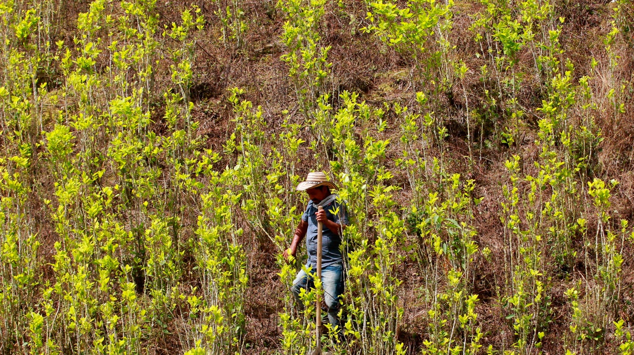 La ONU confirma que el pasado año Colombia batió todos los récords de producción de cocaína: 1.400 toneladas La ONU confirma que el pasado año Colombia batió todos los récords de producción de cocaína: 1.400 toneladas