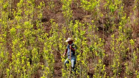Plantaci&oacute;n de coca&iacute;na