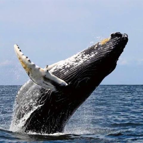 Avistamiento de ballenas en el pacífico (28-06-2018)