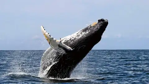 Avistamiento de ballenas en el pacífico (28-06-2018) La costa panameña del océano Pacífico recibirá entre julio y octubre los primeros ejemplares de ballena jorobada de la temporada migratoria, que comienzan su viaje desde el Hemisferio Norte y Sur hasta Panamá con el fin de tener a sus crías y reproducirse.