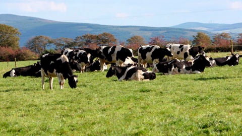 Ganado de vacas