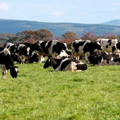 Ganado de vacas Ganado de vacas