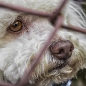  'Vacaciones para todos', la nueva campaña de la Comunidad de Madrid en contra del abandono de mascotas en verano