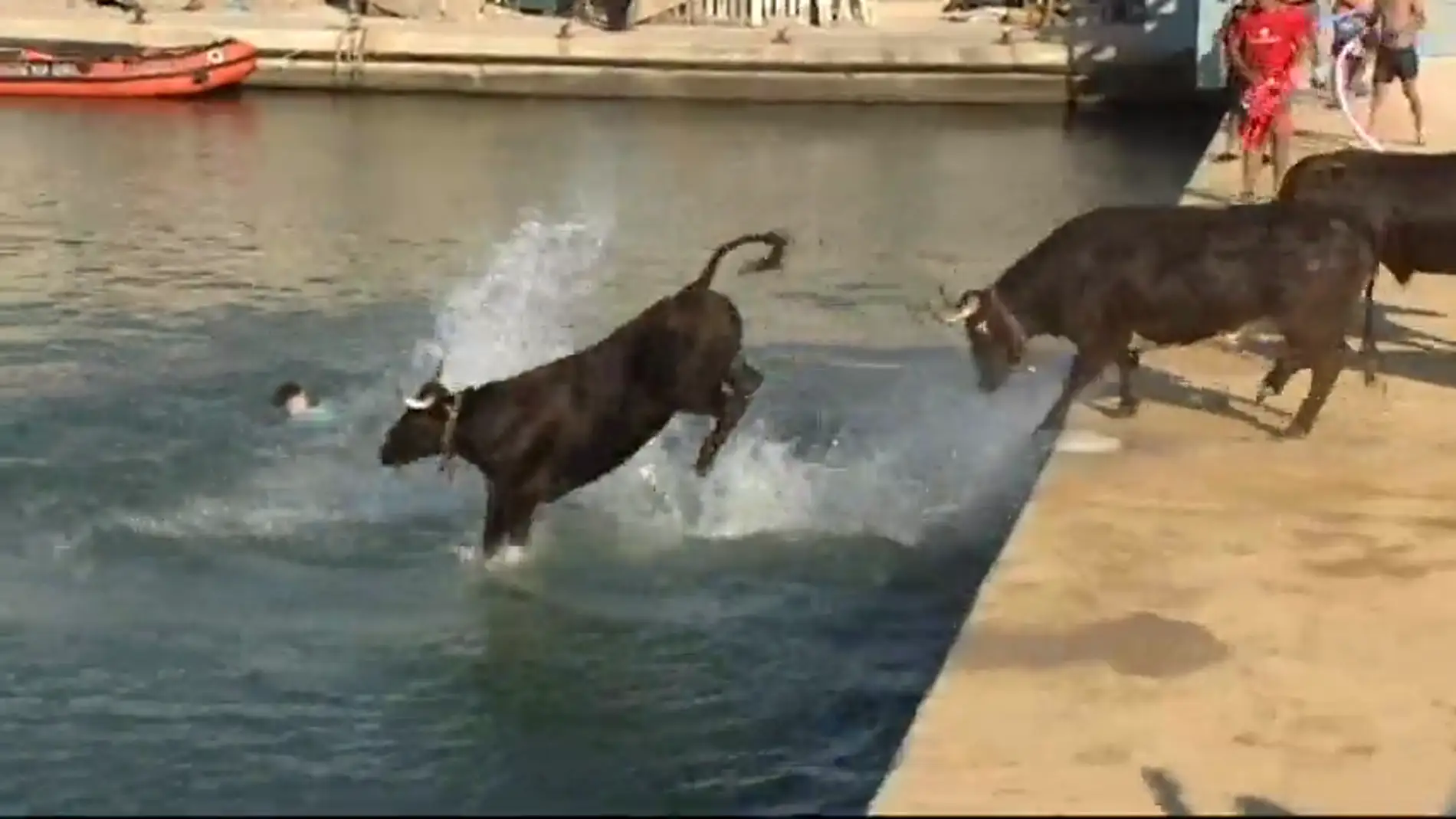 El ahogamiento de un toro en els 'bous a la mar' pone en entredicho la declaración de Interés Turístico de la fiesta