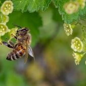 La interaccion entre plantas y polinizadores podria romperse con el cambio climatico