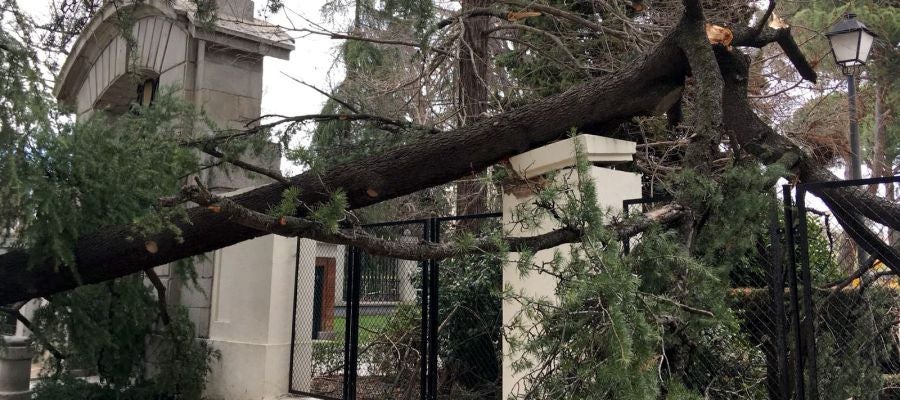 Lugar en el que un niño de cuatro años murió tras caerle un árbol encima en el parque del Retiro, en Madrid Lugar en el que un niño de cuatro años murió tras caerle un árbol encima en el parque del Retiro, en Madrid