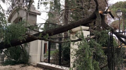 Imagen del lugar en el que un ni&ntilde;o de cuatro a&ntilde;os muri&oacute; tras caerle un &aacute;rbol encima en el parque del Retiro, en Madrid